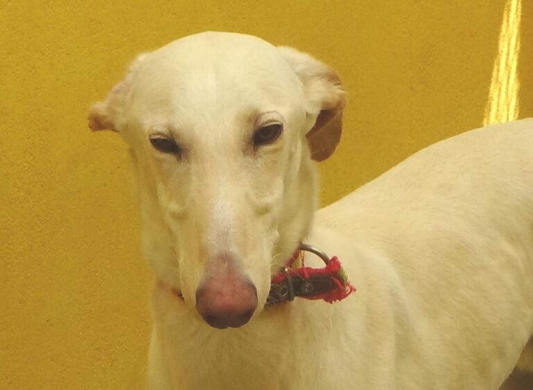 multimedia-foto47695-357-1