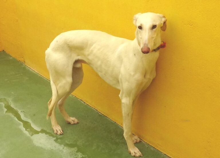 multimedia-foto47697-358-1