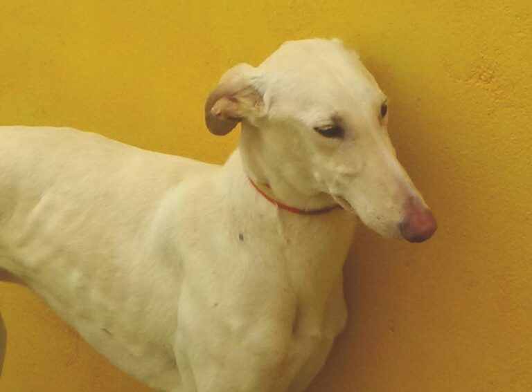 multimedia-foto47699-358-1