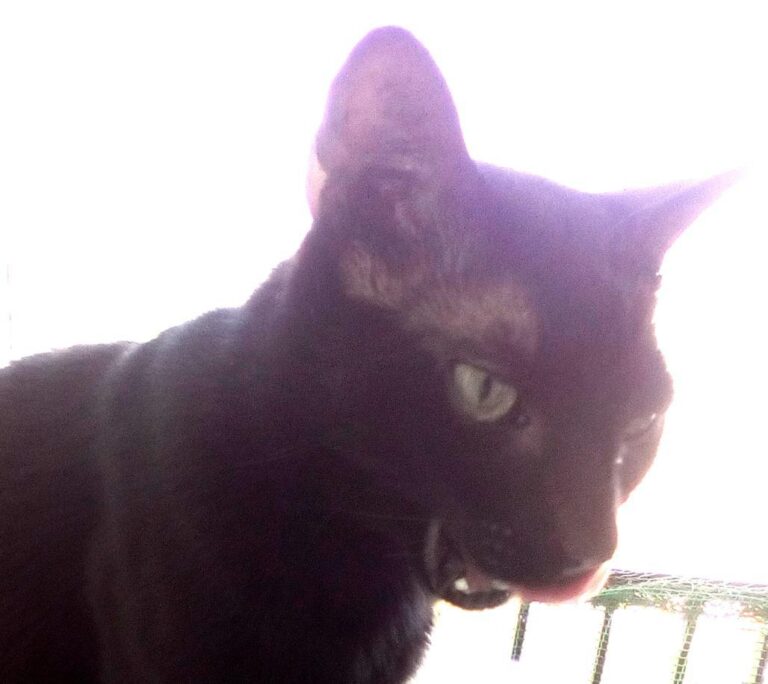 multimedia-foto47710-406-1