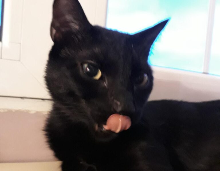 multimedia-foto47716-425-1