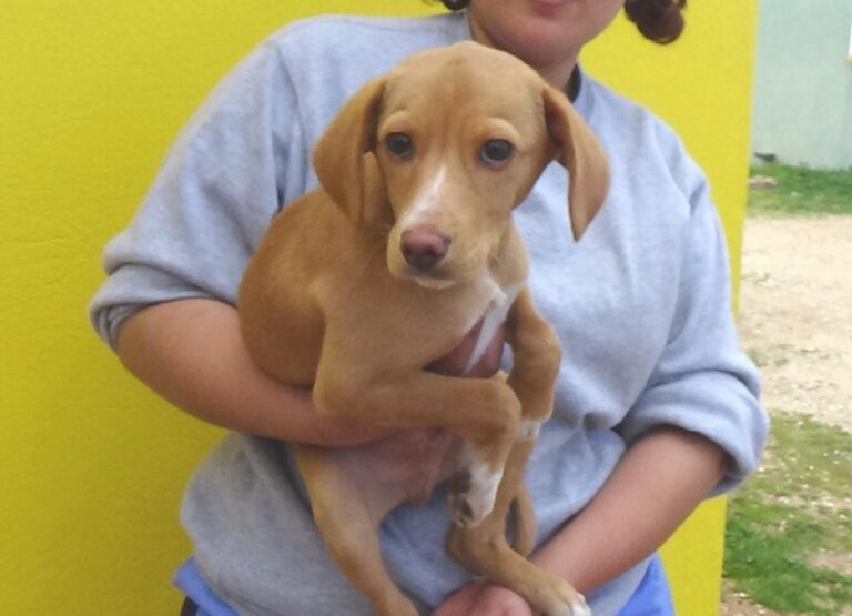 multimedia-foto47741-910-1