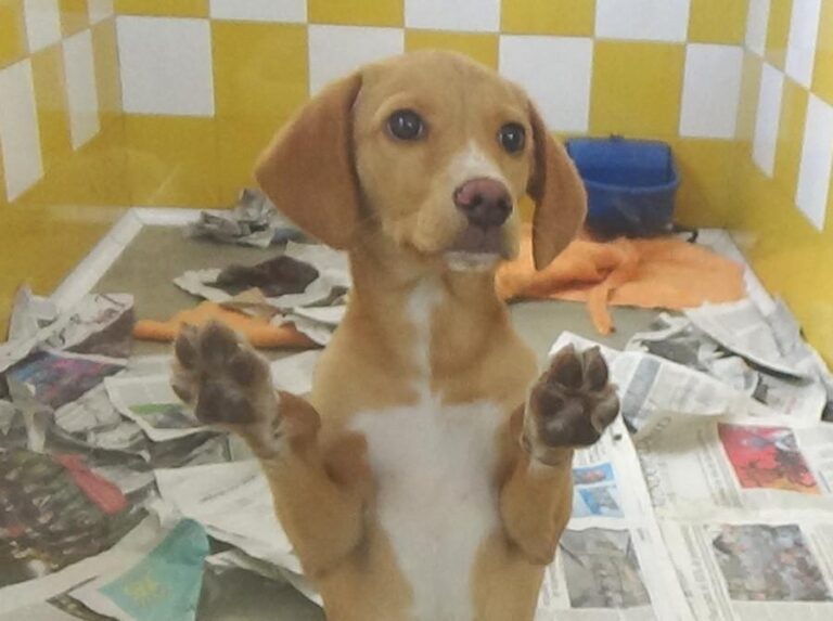 multimedia-foto47742-910-1