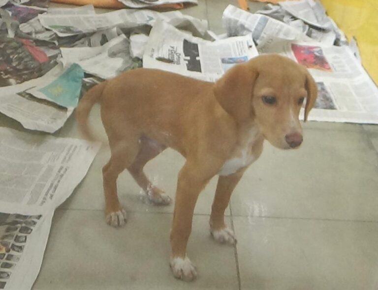 multimedia-foto47743-911-1