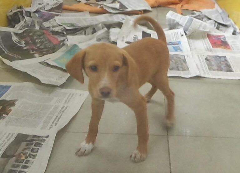 multimedia-foto47744-911-1