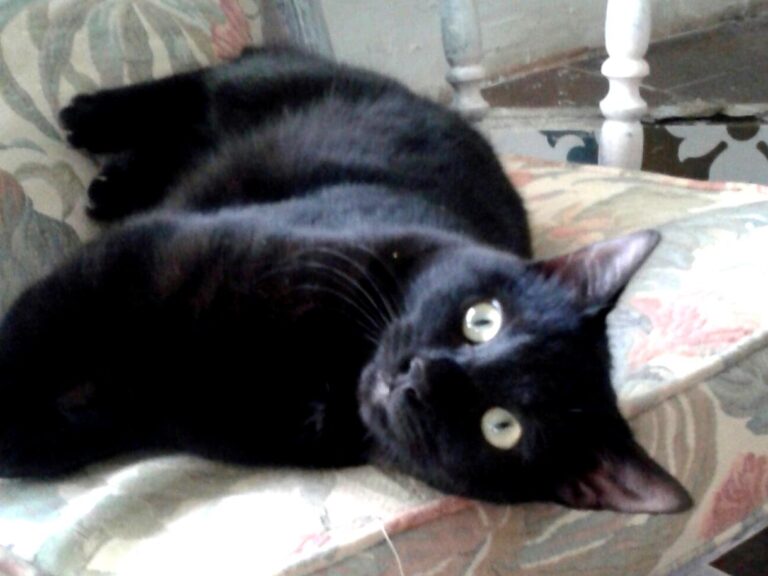 multimedia-foto47747-281-1