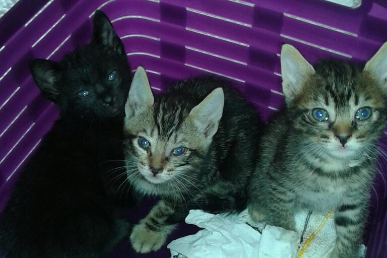 multimedia-foto47752-283-1