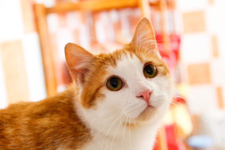 multimedia-foto47784-60-1