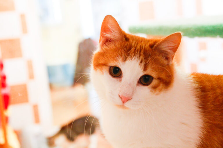 multimedia-foto47785-60-1