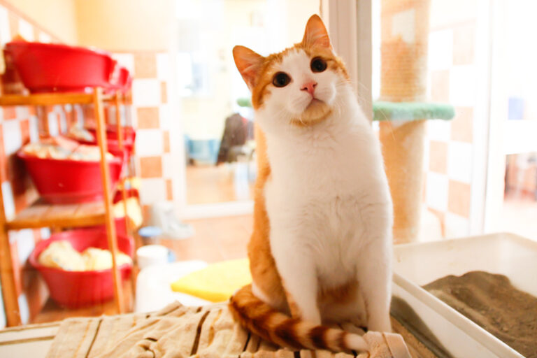 multimedia-foto47786-60-1