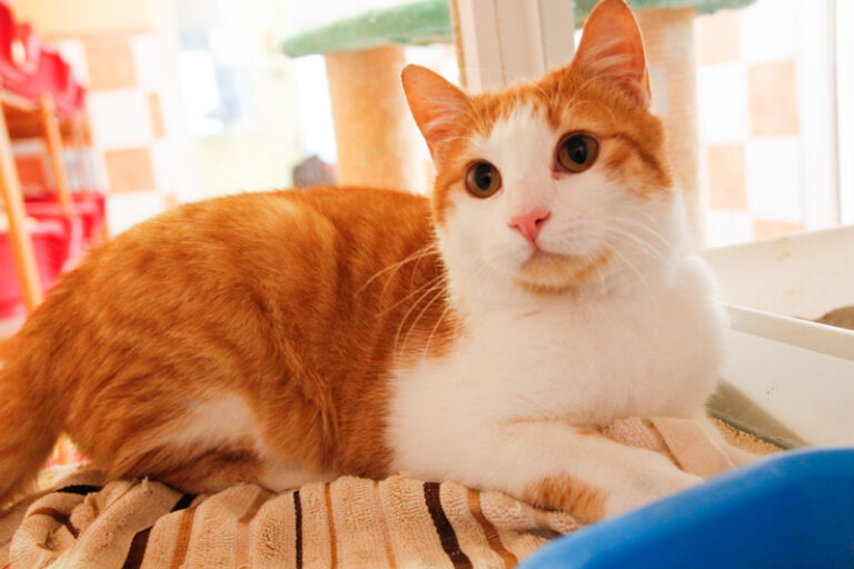 multimedia-foto47787-61-1