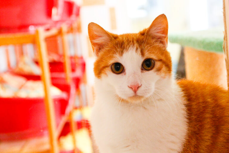 multimedia-foto47788-121-1