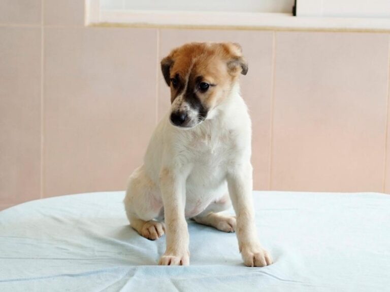 multimedia-foto47817-792-1