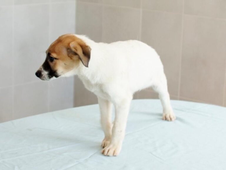 multimedia-foto47819-793-1