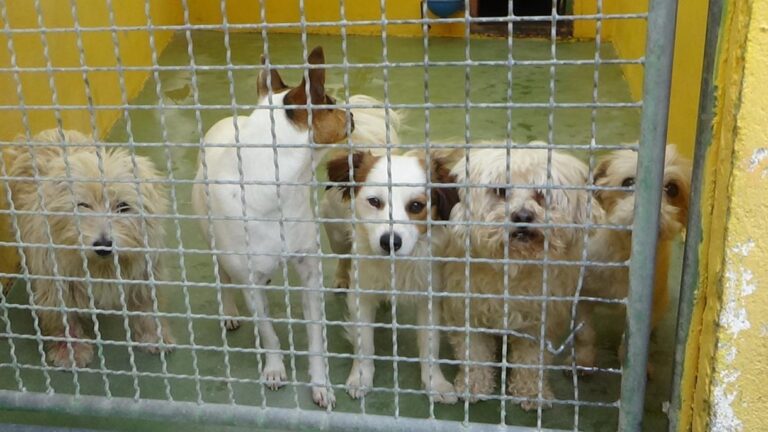 multimedia-foto47932-263-1