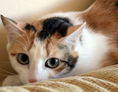 multimedia-foto48029-802-1