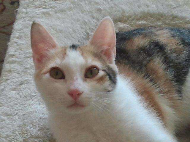 multimedia-foto48034-803-1