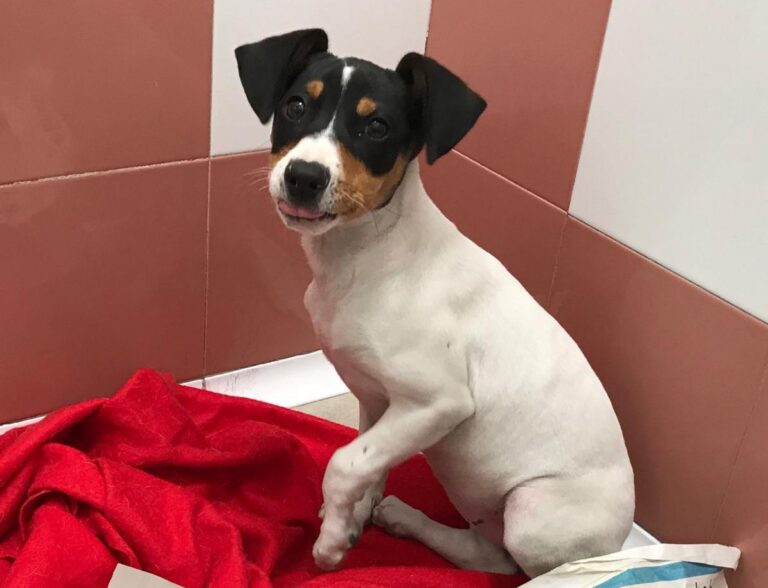 multimedia-foto48051-917-1