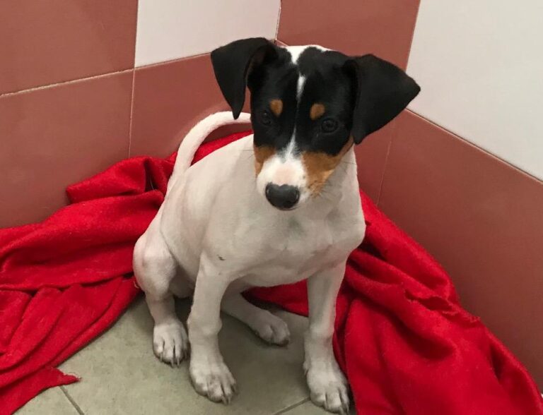 multimedia-foto48053-917-1