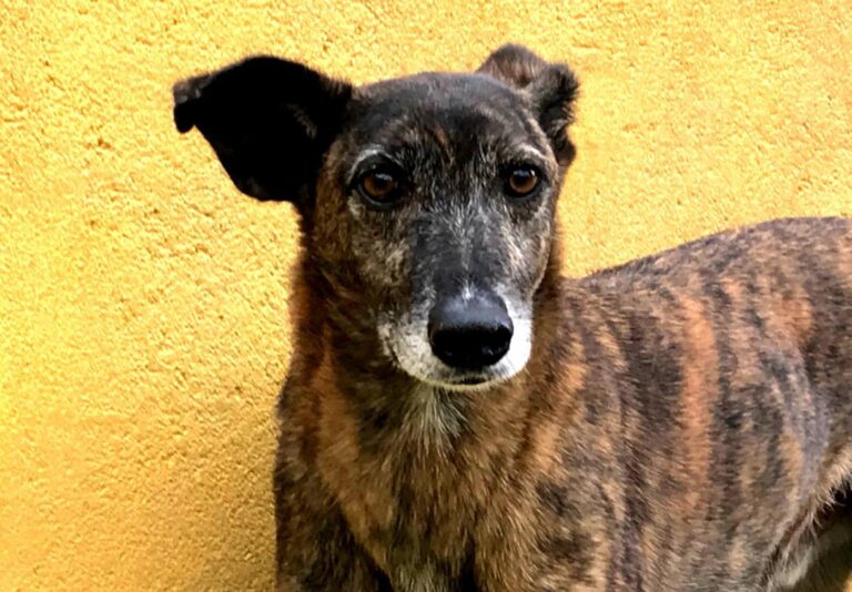 multimedia-foto48060-630-3