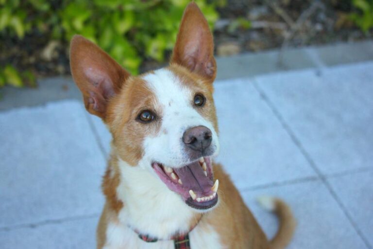 multimedia-foto48088-986-1