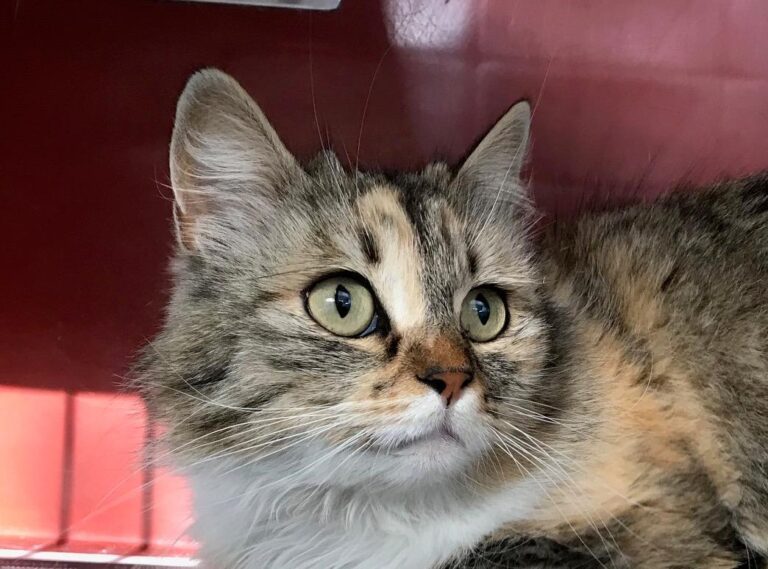 multimedia-foto48127-473-1