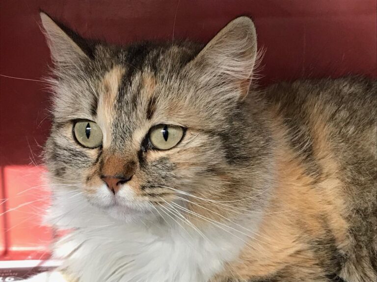 multimedia-foto48128-474-1