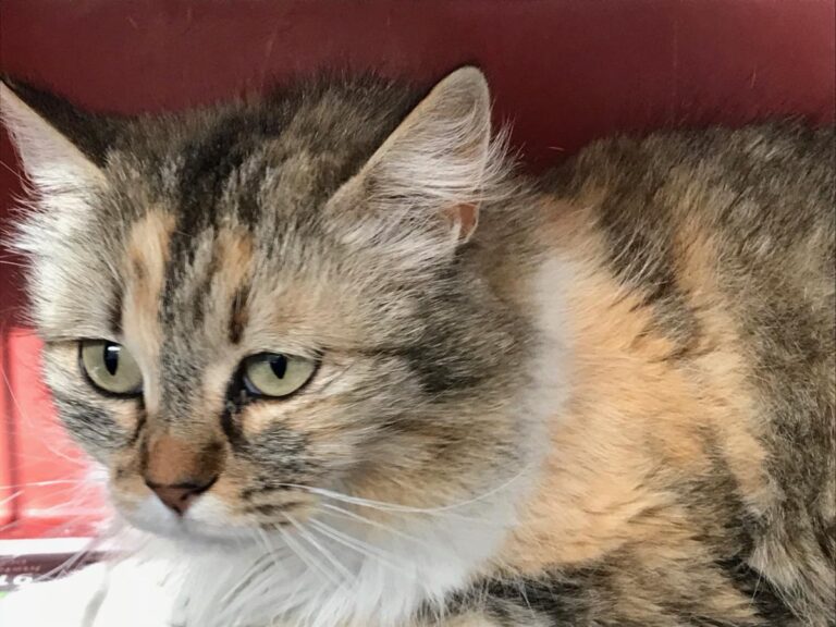 multimedia-foto48129-474-1