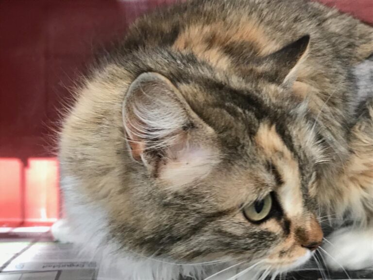 multimedia-foto48130-474-1