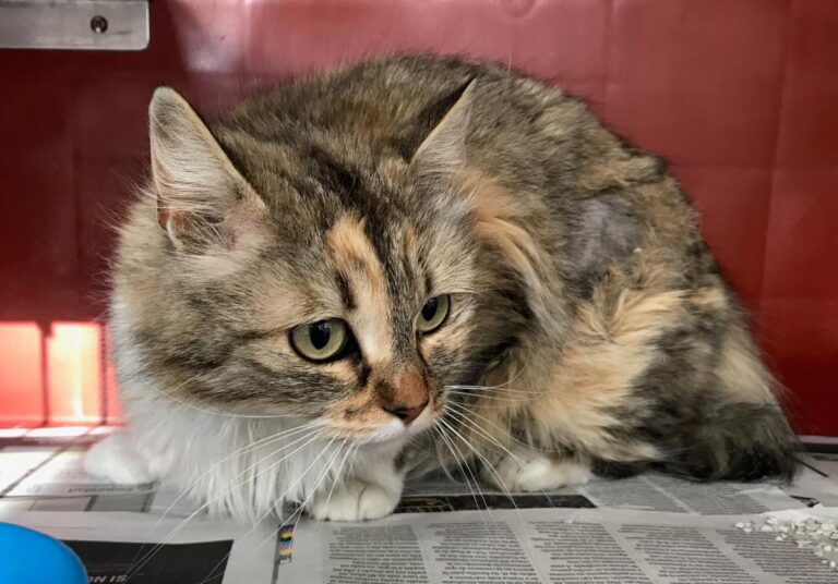 multimedia-foto48131-475-1