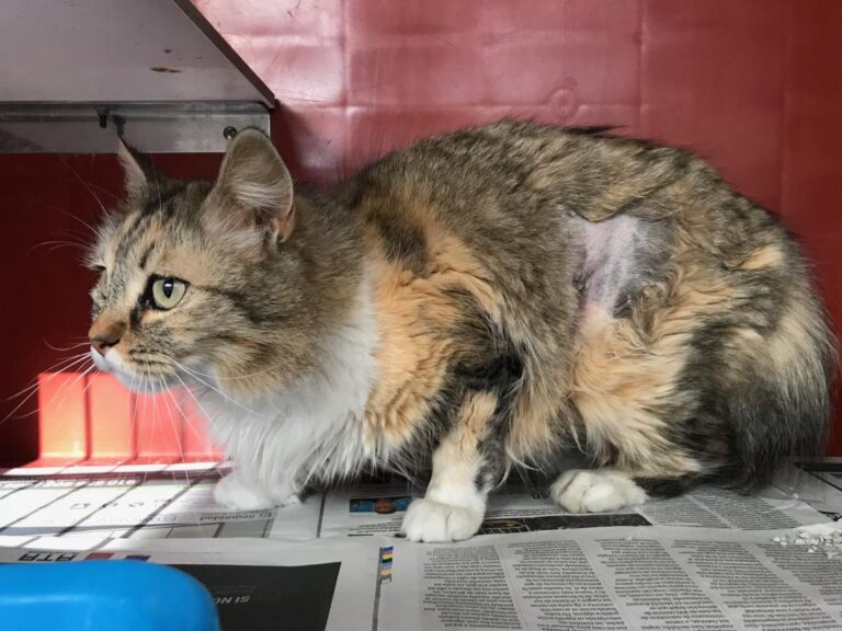 multimedia-foto48132-475-1