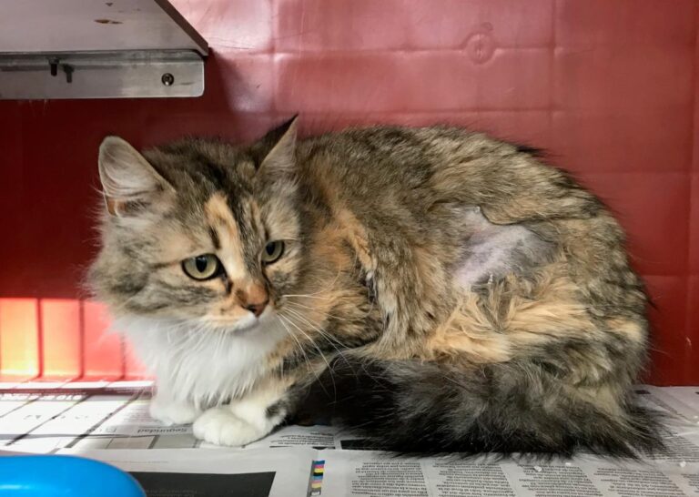 multimedia-foto48133-475-1