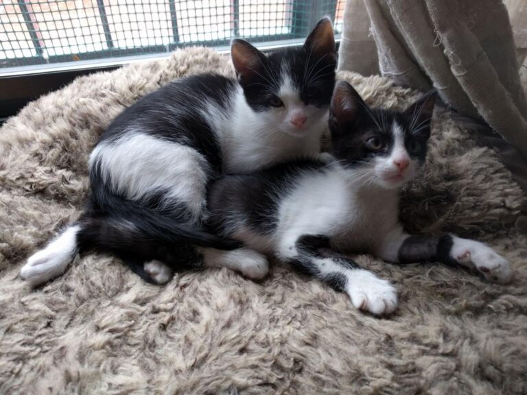 multimedia-foto48161-440-1