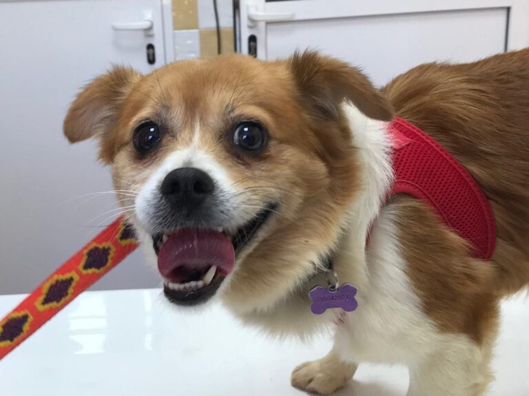 multimedia-foto48203-153-1