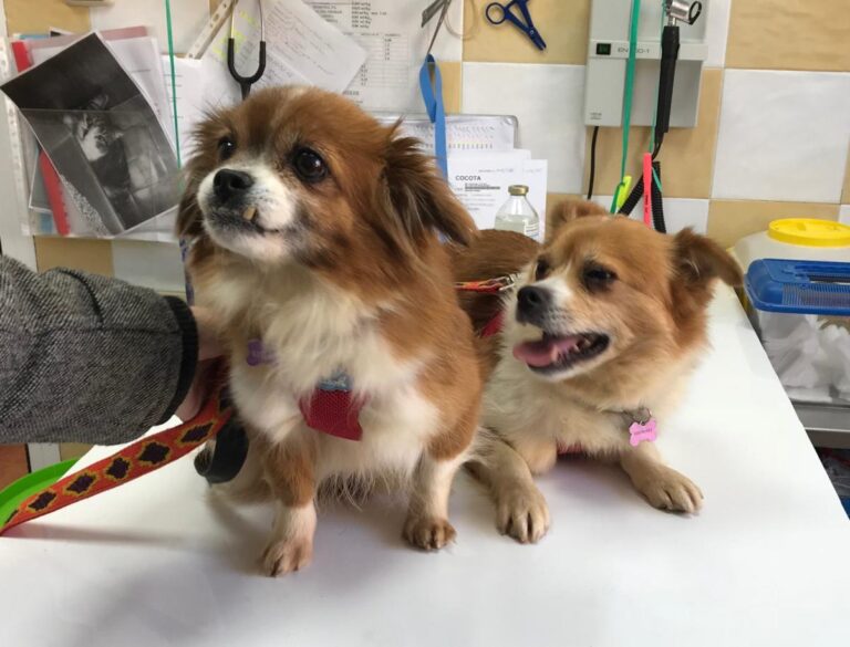 multimedia-foto48212-239-1