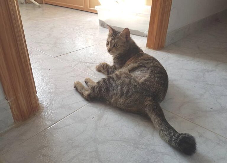 multimedia-foto48277-293-1