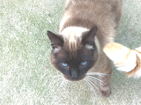 multimedia-foto48397-376-1