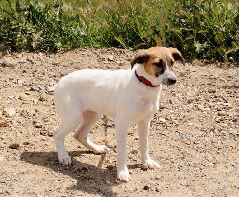 multimedia-foto48509-270-1