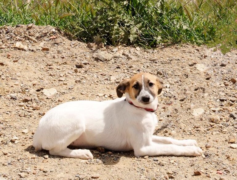 multimedia-foto48510-270-1