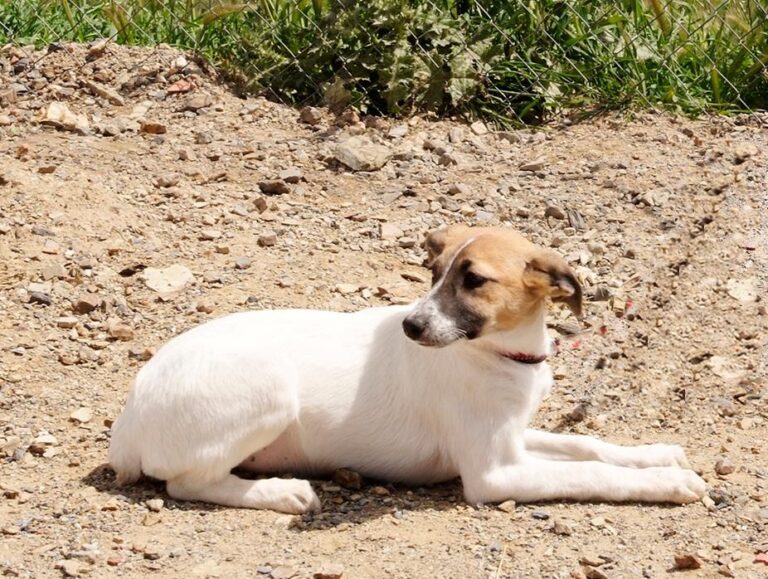 multimedia-foto48513-271-1