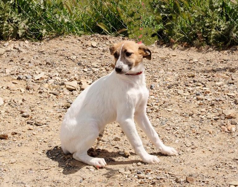 multimedia-foto48514-271-1