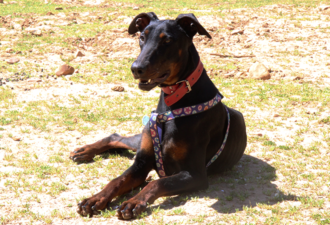 multimedia-foto48520-515-1