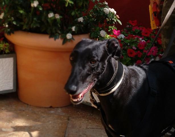 multimedia-foto48569-375-3