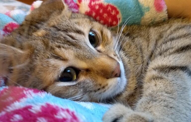 multimedia-foto48595-288-3