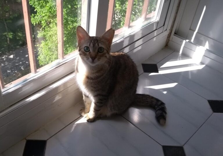 multimedia-foto48599-290-3