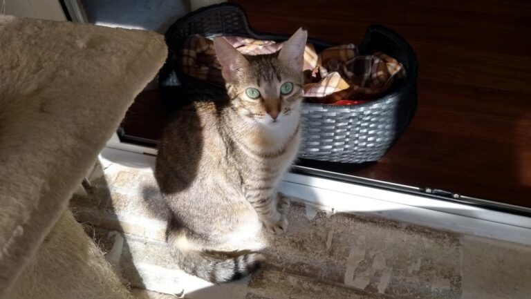 multimedia-foto48600-290-3