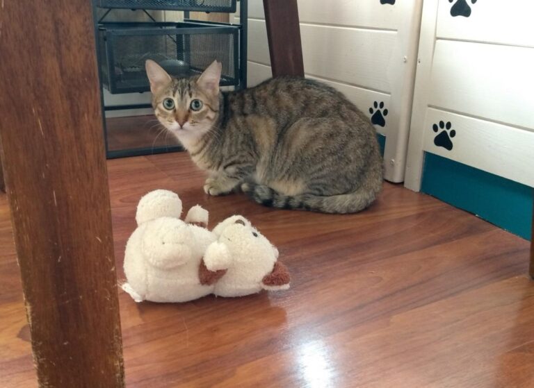 multimedia-foto48602-324-3