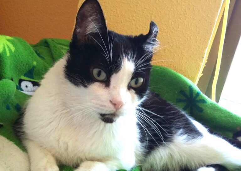 multimedia-foto48611-41-1