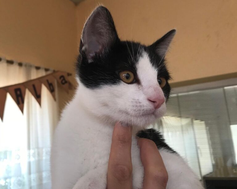 multimedia-foto48678-532-1