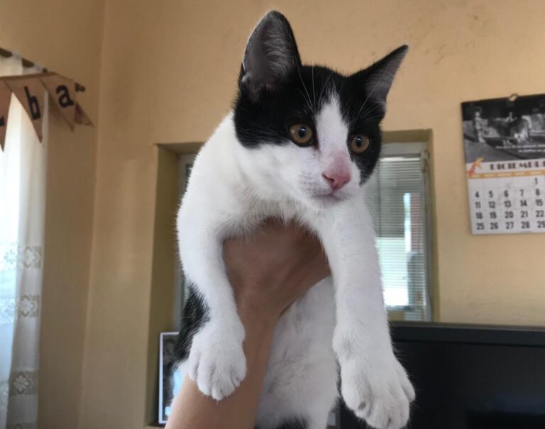 multimedia-foto48679-532-1